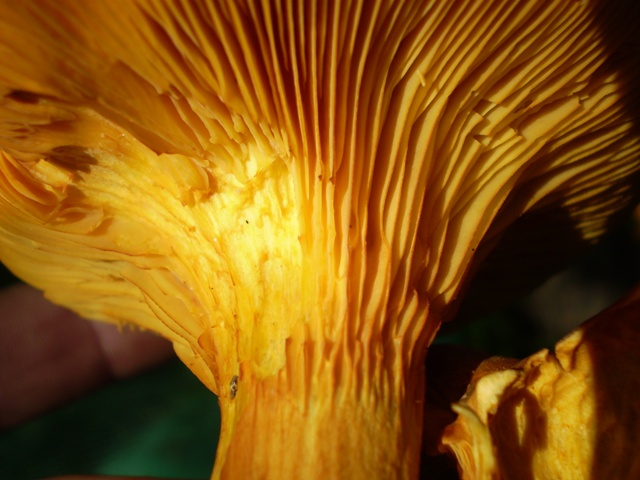 Omphalotus olearius (?) con ospite